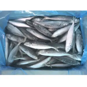 All Size Small Eye Frozen Round Scad Decapterus Maruadsi Frozen Mackerel Prices Frozen Mackerel Fish