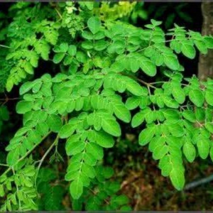 Cápsulas de Moringa de Marca Privada OEM, Suplementos Nutricionales para Adultos, Vitamina, Extracto Herbal de Hoja de Moringa en Botella - Product Image 3