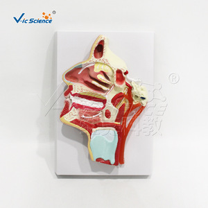 Modèle avancé des vaisseaux sanguins et des nerfs sur la surface médiale de la bouche, du nez et du pharynx ; un matériel pédagogique pour la salle de classe - Product Image 1