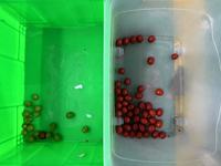 Kleur sorteermachine voor verse groenten, fruit, koffiekersen, bosbessen, knoflook en aardappelen met waterdichte functie