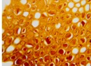 100 pezzi di alta qualità Set di diapositive preparati per parassitologia medica di preparazione biologica biofarmaceutica diapositive risorse didattiche - Product Image 5