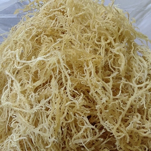 Alga Marina <span class=keywords><strong>Gelidium</strong></span> Amansii Seca Completamente, Color Amarillento, Material para Ensaladas, en Venta - Product Image 1