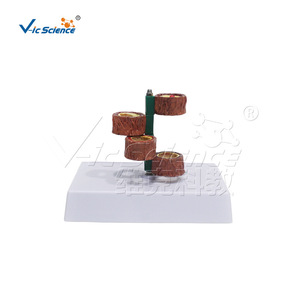 Modèle vasculaire à quatre segments ; Aide pédagogique pour l'enseignement de l'anatomie vasculaire humaine ; Modèle pédagogique et de formation pour les écoles de médecine et d'infirmières. - Product Image 5