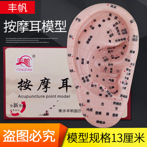 Modelo de oído para acupuntura, modelo de oído, diagrama de puntos de acupuntura para masaje de zonas de reflejo auricular, molde de oído de 13 cm con grabado nítido. - Product Image 5
