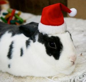 पालतू खरगोश डच सुअर चिललास पालतू फेरेट क्रिसमस केक - Product Image 4