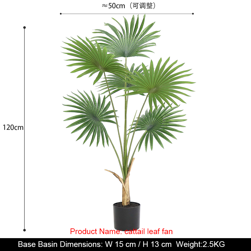Licuala grandis de 120 cm