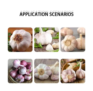 Machine à éplucher l'ail pneumatique en acier inoxydable, facile à utiliser - Product Image 2