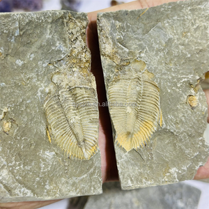 Un Par de Fósiles de Trilobites Coronocephalus, Especímenes Marinos del Silurio para Investigación Geológica, Exhibición Paleontológica de Escritorio - Product Image 2