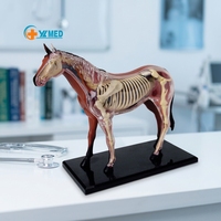 Modelo Educativo de PVC, Modelos Anatómicos de Caballos, Biología Animal, Órganos Desmontables, CE/ISO