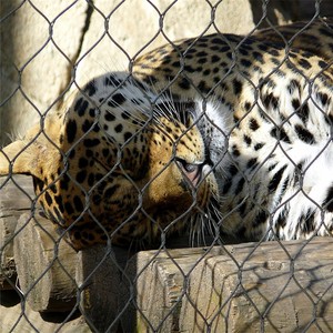 Buena Calidad Durabilidad Animal Exhibición Esgrima Para Exótico Parque Zoo Valla Protectora - Product Image 3
