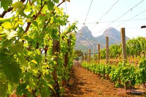 أسلاك الفولاذ المجلفنة الكهربائية لكرم العنب عالية الكربون الصف B C سلك مجلفن 0.5 مللي متر/2.5 مللي متر - Product Image 2