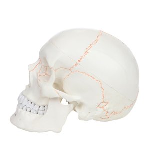 Gelsonlab-Cráneo humano <span class=keywords><strong>de</strong></span> 3 partes, tamaño real, numerado con calvarium extraíble para ciencia médica - Product Image 2