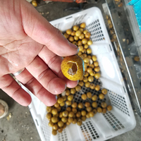 Longan-ontpittermachine, abrikozen-ontpitter, ontpitter, zaadverwijderaar, automatische kersenontpitter, lychee-ontpittermachine