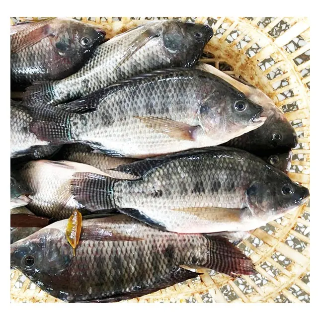 Proveedor al por mayor precio de mariscos por Kg entero congelado negro redondo Tilapia pescado WR fresco congelado negro Tilapia 800-1000g