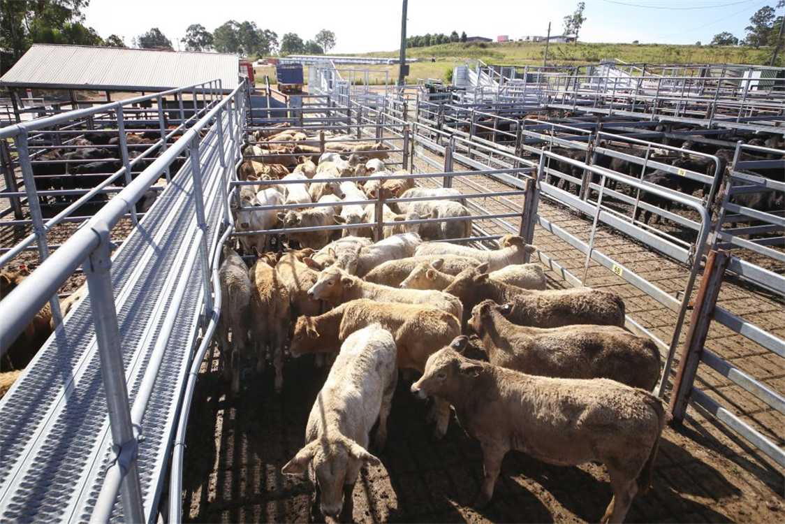 heavy duty Hot dipped galvanized sheep/cattle/goat/horse yard panels livestock panel