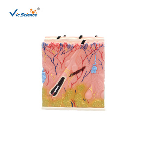 Synchronisation des couleurs assistée par l'ordinateur pour les modèles d'anatomie cutanée, modèles avancés de structures cutanées peintes - Product Image 1
