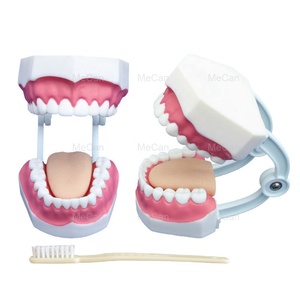 <strong>Dental</strong> Orthodontic Typodont Model Teeth Educational <strong>Dental</strong> Study Model - Product Image 2