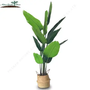 Tall Wood Banana Plant Bird of Paradise Tree For Garden