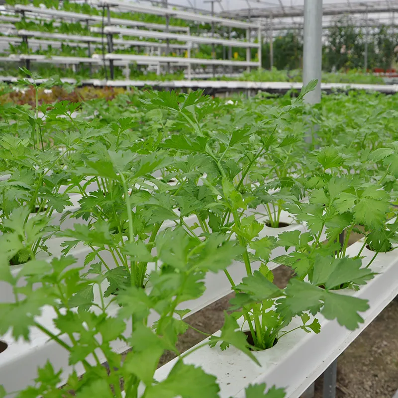 Équipement agricole Ferme hydroponique verticale NFT pour laitue ciboulette Oignons verts Systèmes d'élevage