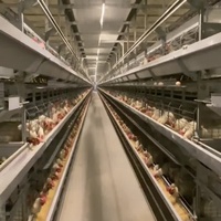 Système automatique de cage de batterie pour volaille poulet ferme poulets de chair nouvelle condition pour l'élevage de viande caille poulet
