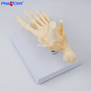 Modello di Piede e Caviglia a Grandezza Naturale 1:1, Scheletro del Piede per Scienza Medica, Modello Educativo Anatomico dell'Articolazione del Piede Umano - Product Image 5