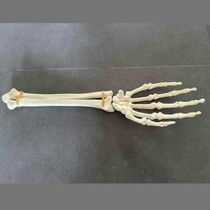 Modèle <span class=keywords><strong>de</strong></span> formation orthopédique gauche et <span class=keywords><strong>droite</strong></span> articulée pour <span class=keywords><strong>la</strong></span> <span class=keywords><strong>main</strong></span> et le poignet en mousse solide KyrenMed pour le forage en atelier - Product Image 5