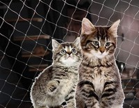 Filet de sécurité pour chat en nylon avec crochets et chevilles anti-chute, maille de 25 mm, durable 3-5 ans, pour balcon, fenêtre, escalier