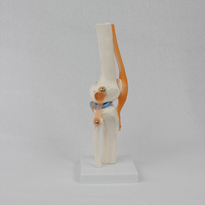 Levensgroot menselijk kniegewrichtsmodel, plastic kniegewrichtsmodel, anatomisch <span class=keywords><strong>PVC</strong></span>-<span class=keywords><strong>model</strong></span> voor demonstraties, OEM-aanpassing - Product Image 3