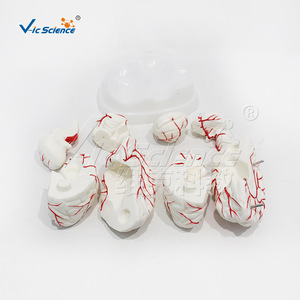 Modèle d'anatomie du cerveau et des artères cérébrales, PVC respectueux de l'environnement, modèle de formation pour étudiants en médecine, modèle pédagogique en neurologie. - Product Image 2