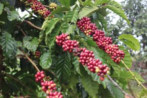 Vietnam Robusta Green Coffee <b>Beans</b> Size 16 AA+ Clean Over 90% Ripeness Bulk 60kg PP <b>Bags</b> Factory Supply - Product Image 3