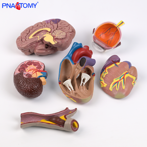 Modelo Anatómico <span class=keywords><strong>de</strong></span> 5 Partes <span class=keywords><strong>de</strong></span> los Órganos del Cerebro, Corazón, Ojo, Riñón y Vasos Sanguíneos, Producto <span class=keywords><strong>de</strong></span> Ciencia Médica para <span class=keywords><strong>el</strong></span> Estudio <span class=keywords><strong>de</strong></span> la Hipertensión - Product Image 5