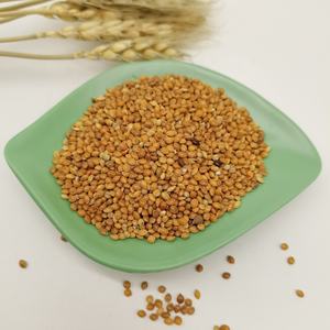 Nueva cosecha rojo/blanco/amarillo mijo escoba glutinosa maíz mijo cola de zorro mijo para <span class=keywords><strong>semilla</strong></span> de pájaro - Product Image 5