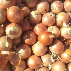 Hữu Cơ Cao Cấp Chất Lượng Đông Lạnh Hành Tây Nhẫn Hữu Cơ Tươi Gốc Cắt Hành Tây Khối Trung Quốc Bán Buôn Hấp Chế Biến Rau - Product Image 1