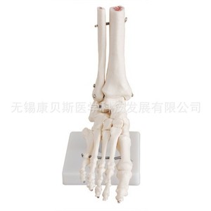 Modèle d'articulation du hallux naturel KBS/XC113, modèle d'os du pied, modèle d'articulation du hallux naturel, modèle d'articulation de la cheville - Product Image 3