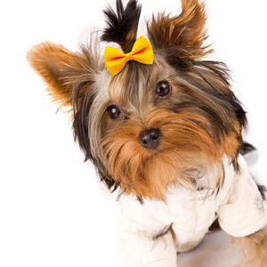 Acessórios Personalizados por Atacado para Cães, Laços e Grampos de Cabelo para Gatos e Cães com Presilhas de Metal - Product Image 5