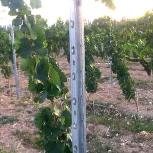 <span class=keywords><strong>Postes</strong></span> <span class=keywords><strong>de</strong></span> Pérgola <span class=keywords><strong>para</strong></span> Viñedos <span class=keywords><strong>de</strong></span> Acero Galvanizado Tratado Térmicamente Estilo Italiano <span class=keywords><strong>de</strong></span> 2.5M <span class=keywords><strong>para</strong></span> Extremos <span class=keywords><strong>de</strong></span> Viñedos - Product Image 4