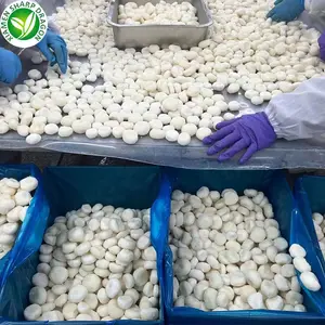 IQF Wholesale Frozen Water Chestnut Dices FCL Shipping Price