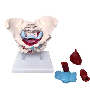 Modello Anatomico in Plastica del Bacino Femminile con Muscoli del Pavimento per Educazione Medica - Product Image 4
