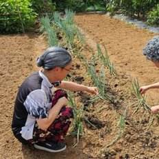 Grandma's Slow Hair Weal Wit (WFGHH66) Outil à main de jardinage de qualité supérieure pour l'élagage et l'entretien - Product Image 1