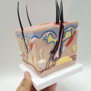 Modelo Anatómico de PVC de Alta Calidad para la Enseñanza del Proceso de Crecimiento del Cabello, Alopecia, Trasplante Capilar, Foliculitis y Nervio Capilar - Product Image 6