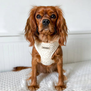 Arnés de <span class=keywords><strong>Perro</strong></span> de Encaje de Nailon Ligero, Elegante y de Lujo <span class=keywords><strong>para</strong></span> Verano, <span class=keywords><strong>Chaleco</strong></span> Acolchado Suave y Transpirable <span class=keywords><strong>para</strong></span> Mascotas, Personalizado - Product Image 5