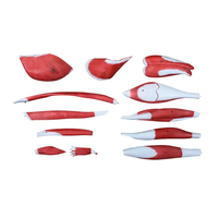 Modèle de jambe musculaire du membre inférieur humain grandeur nature Modèle d'anatomie du système nerveux moteur Exercice de rééducation des os de la jambe