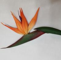 Offre Spéciale PVC souple toucher réel oiseau de paradis fleurs artificielles à vendre
