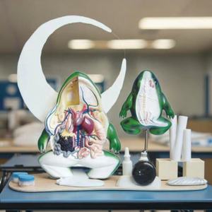 Modelo <span class=keywords><strong>de</strong></span> Anatomía <span class=keywords><strong>de</strong></span> <span class=keywords><strong>rana</strong></span> <span class=keywords><strong>de</strong></span> PVC agrandado para Educación <span class=keywords><strong>de</strong></span> Ciencias Médicas, ayuda para enseñanza biológica - Product Image 5