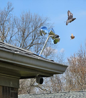 Réflecteur à vent écologique pour dissuasion des oiseaux, en plastique, dissuasif et respectueux des animaux, pour jardins et fermes