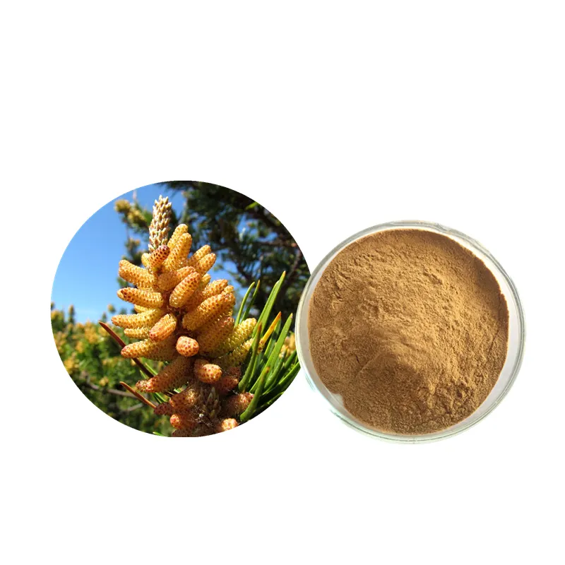Hot Selling Cell Broken pine pollen 20:1 extract &100% powder