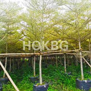 HOKBG Offre Spéciale 20 Gallon 80 Litres sac de culture pour arbre planteur sac pépinière sac de culture pour Terminalia neotaliala arbre - Product Image 4