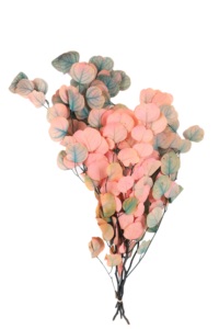 Stile nordico foglia rotonda eucalipto conservazione eterna Bouquet di fiori decorazione piante verdi foglie di mela fiore essiccato - Product Image 6