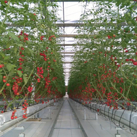 Système de serres hydroponiques Sinok Agriculture pour la culture commerciale de la laitue, des tomates et des légumes à feuilles vertes dans les projets d'agriculture commerciale