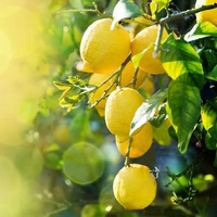 Fournisseurs d'huiles essentielles Huiles essentielles aromatiques 100% pures et naturelles D-Limonène